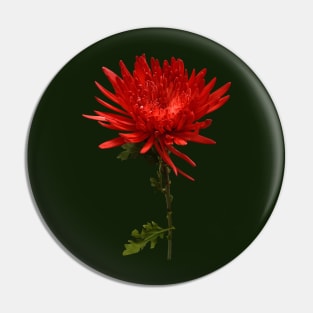 Red Spider Mum Pin