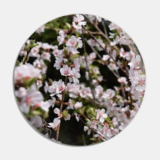 Tiny White and Pink Blossoms in Photography Pin