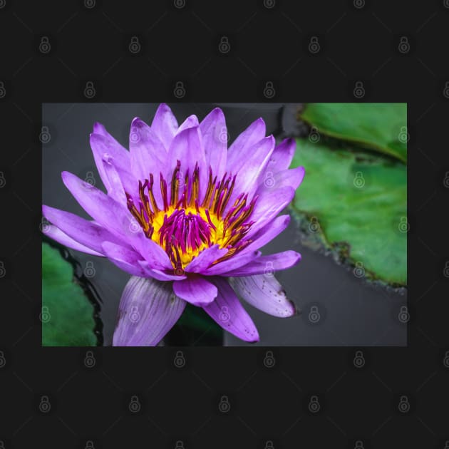 Purple Lily Pad Flower Photograph by love-fi