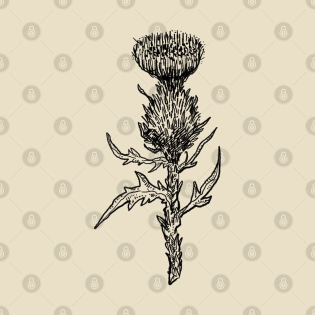 Thistle Wildflower by voidea