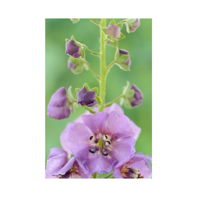 Verbascum  &amp;#39;Sugar Plum&amp;#39;  Mullein by chrisburrows