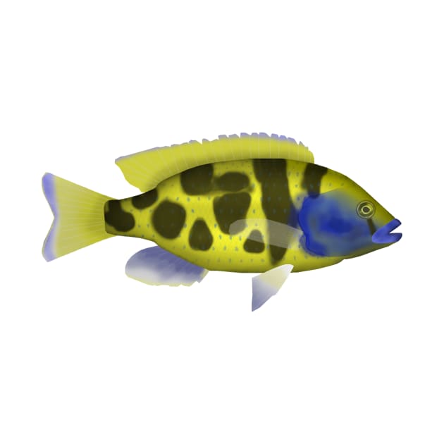 venustus hap by FishFolkArt