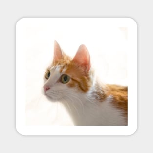 Red cat portrait Magnet