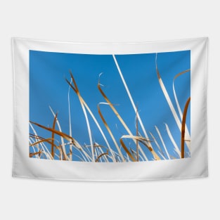 Dry orange coloured strp-like leaves of bulrushes against blue sky. Tapestry