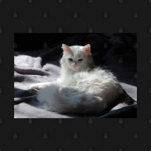 White Cat on Grey Blanket by jojobob