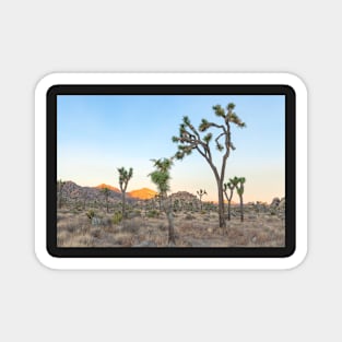 Joshua Trees Morning Magnet