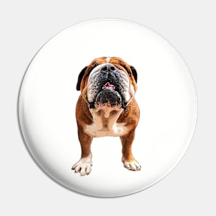 Bulldog English / British / American Dog Pin