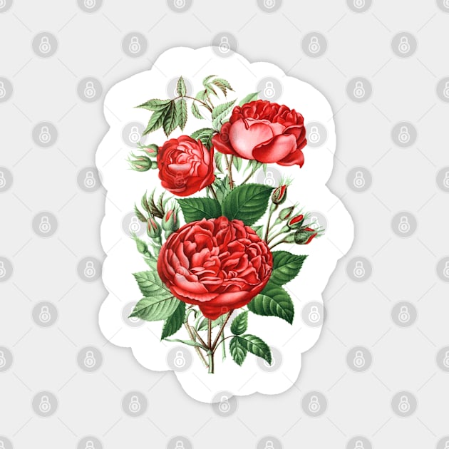 Red Rose Flower Bouquet Magnet by Biophilia