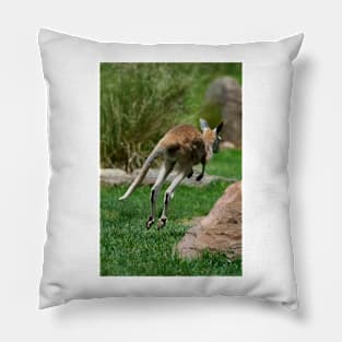 Joey On The Run Pillow