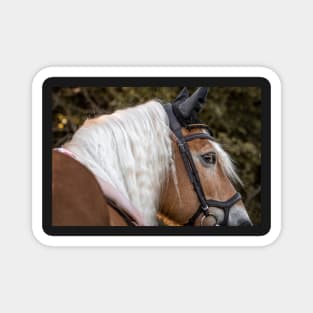 Haflinger with a dreamlike mane Magnet