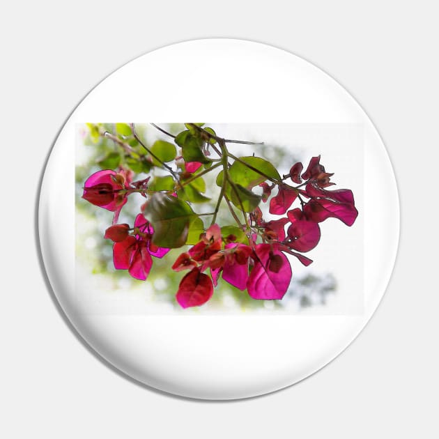 Bougainvillea Light And Subtle Pin by KirtTisdale