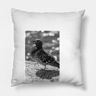 Unimpressed Pidgeon Pillow