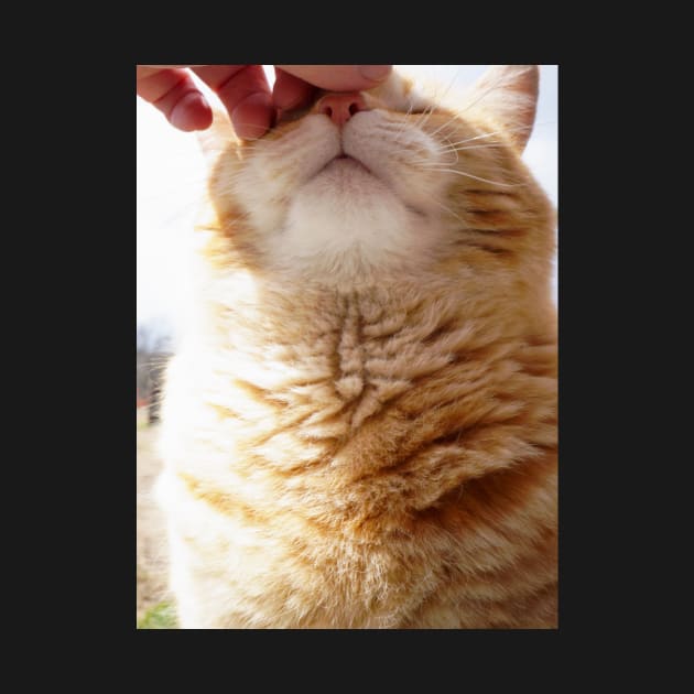 Petting a Fat Orange Cat by 1Redbublppasswo