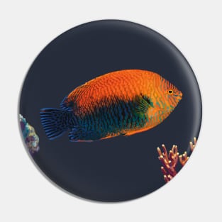 Potter’s Angelfish, Hawaii Pin