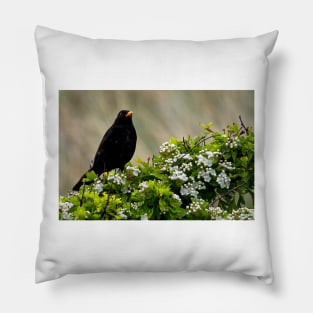 Blackbird on May Blossom Pillow