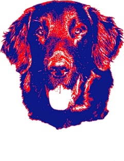 Flat-Coated Retriever Magnet