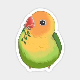 Green Baby Lovebird eating Hay and seed Magnet