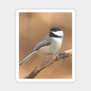 Carolina Chickadee Magnet