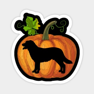 Labrador in pumpkin Magnet