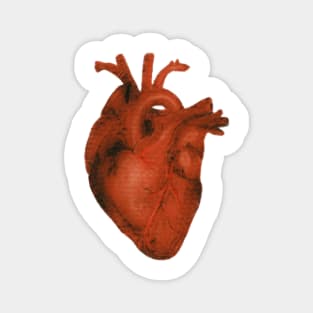 anatomical heart drawing Magnet