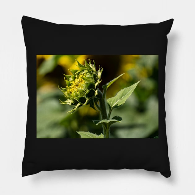 Sunflower Awakening Pillow by Ckauzmann