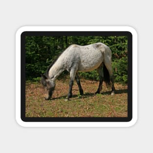 New Forest Pony Magnet