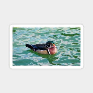 A Wood Duck Swimming At My Local Pond Magnet