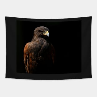 Harris Hawk Portrait Tapestry