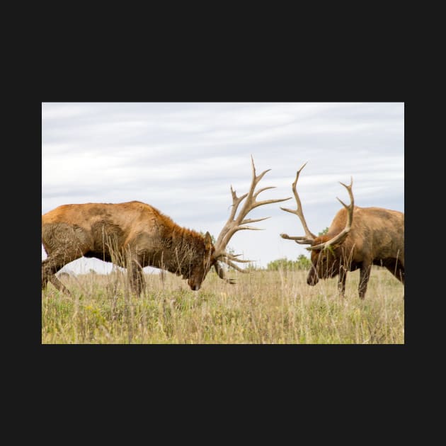 North American Wildlife - Bull Elk Facing Off by 3QuartersToday