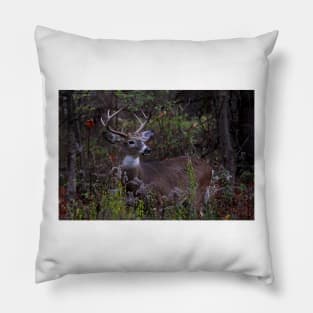 Young Prince - White-tailed Deer Pillow