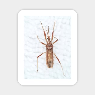 Spiny Assassin bug Magnet