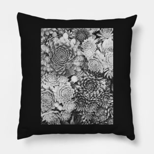 Succulent Plant Overhead Black and White Background Pillow