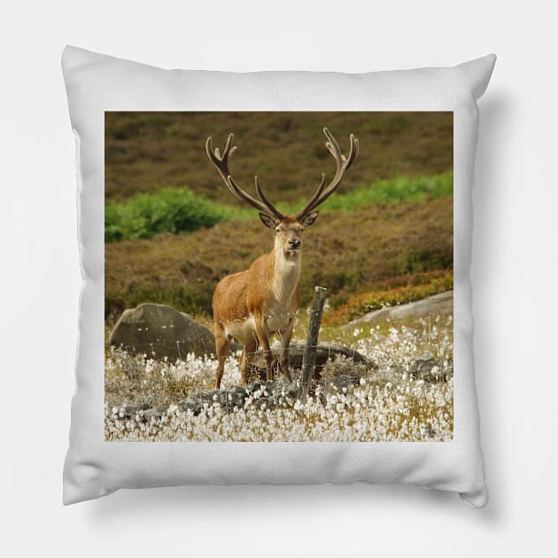 stag in cotton grass peak district Pillow by Simon-dell