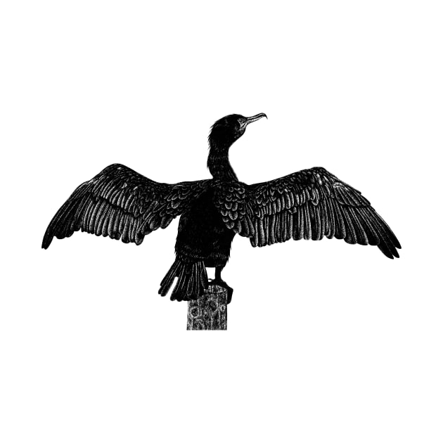 Cormorant drawing by lorendowding