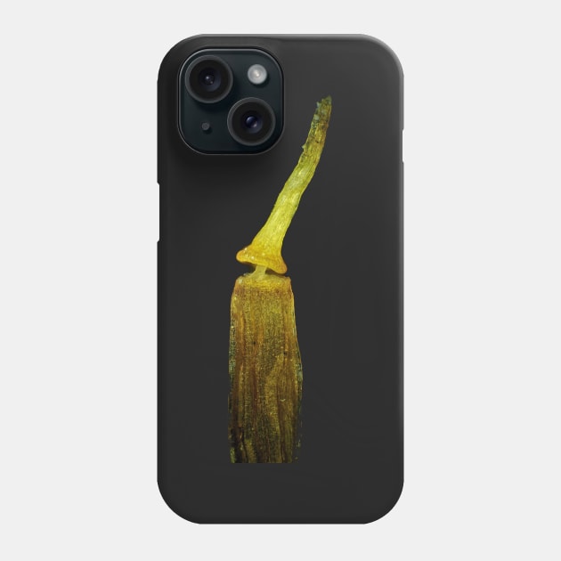 Moss spore capsule under the microscope Phone Case by SDym Photography