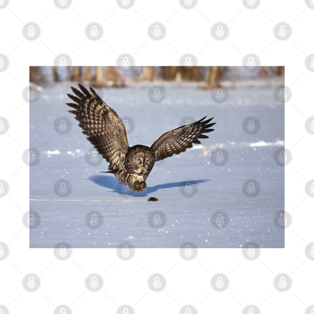 Great Grey owl catches a mouse by Jim Cumming