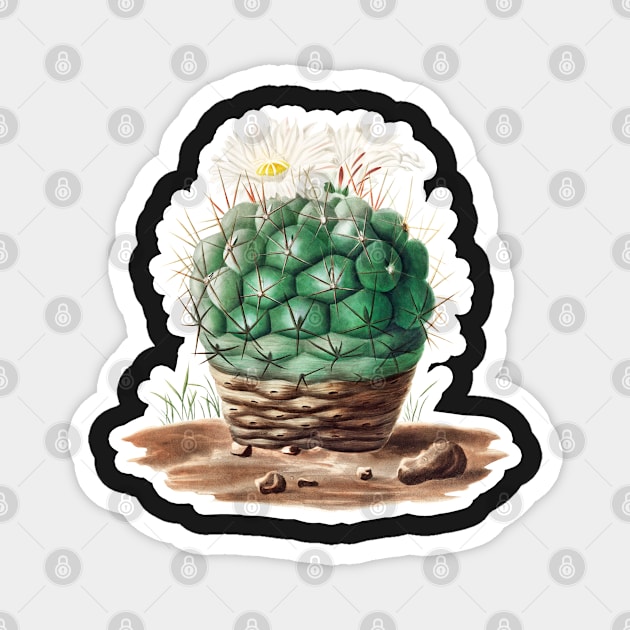 Gymnocalycium uruguayense cactus Magnet by gronly