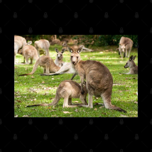 Mother Eastern Grey Kangaroo feeding Joey by Upbeat Traveler