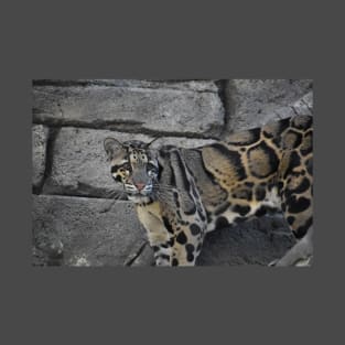 Clouded Leopard T-Shirt