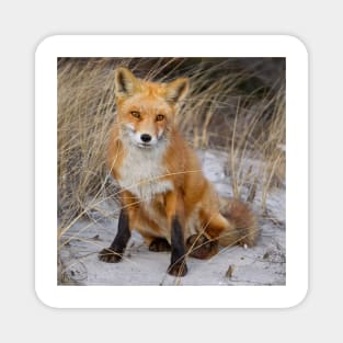 Red Fox Sitting Magnet