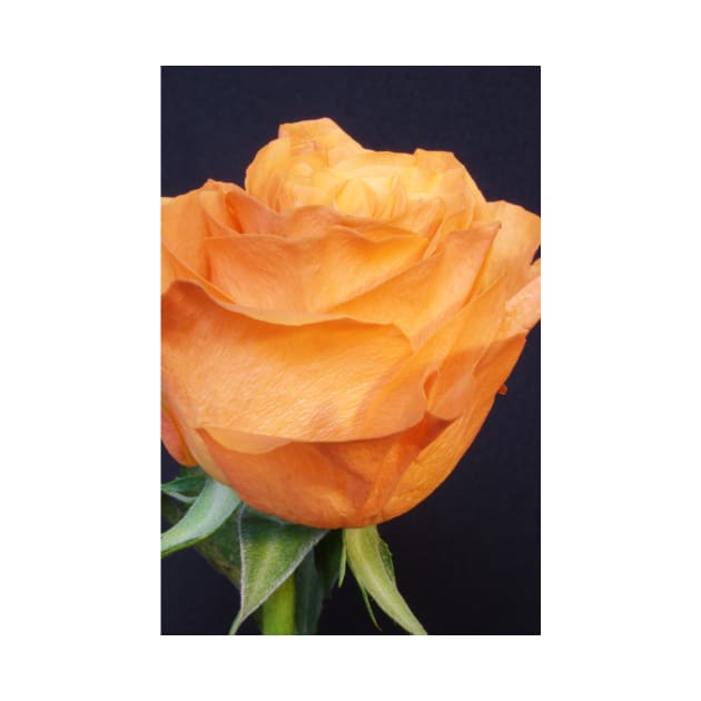 Orange Rose by Colin-Bentham