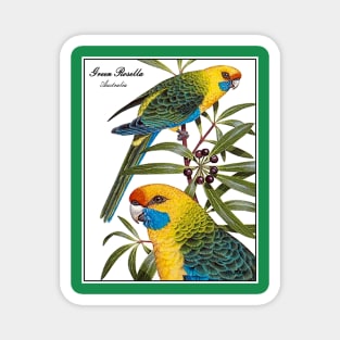 AUSTRALIA : Green Rosella Travel Advertising Print Magnet