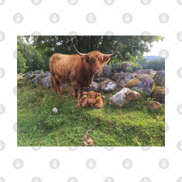 Scottish Highland Cattle Cow and Calf 1804 by SaarelaHighland