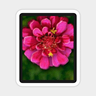 Pink Zinnia Magnet