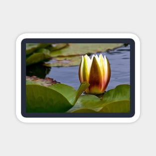 Water Lily Magnet