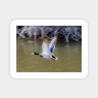 Mallard Flight Magnet