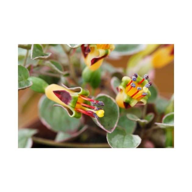 Fuchsia procumbens  'Wirral'  Also known as 'Variegata' and 'Argentea' by chrisburrows