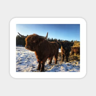 Scottish Highland Cattle Bulls 2257 Magnet