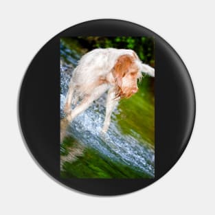 River splash Spinone Pin