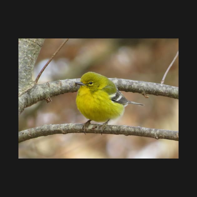 Pine Warbler Perched 2020 by ToniaDelozier